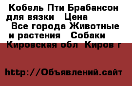 Кобель Пти Брабансон для вязки › Цена ­ 30 000 - Все города Животные и растения » Собаки   . Кировская обл.,Киров г.